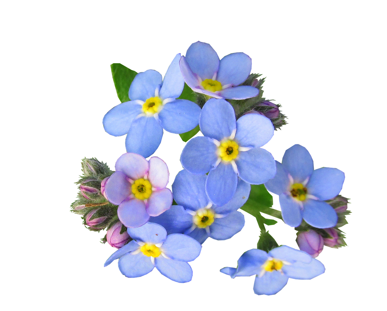 flowers, blue, flower background-2433387.jpg